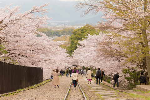 Groupe de jeunes adultes à Kyoto sous les cerisiers en fleurs au site de Keage.
